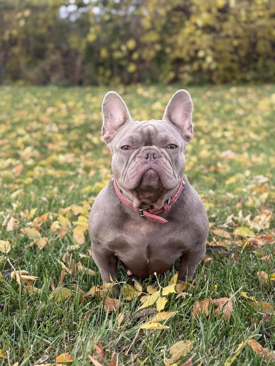 Lilac French Bulldog in autumn leaves