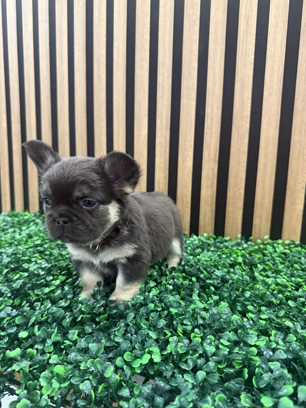 Chocolate and tan fluffy Frenchie