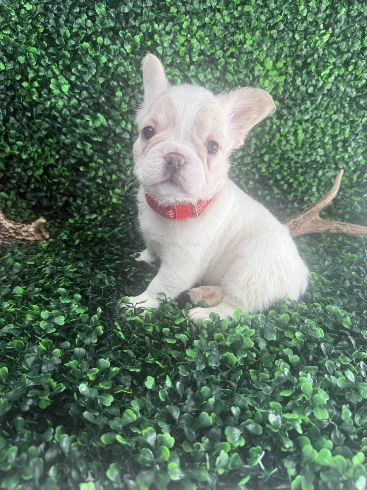 Cream fluffy Frenchie