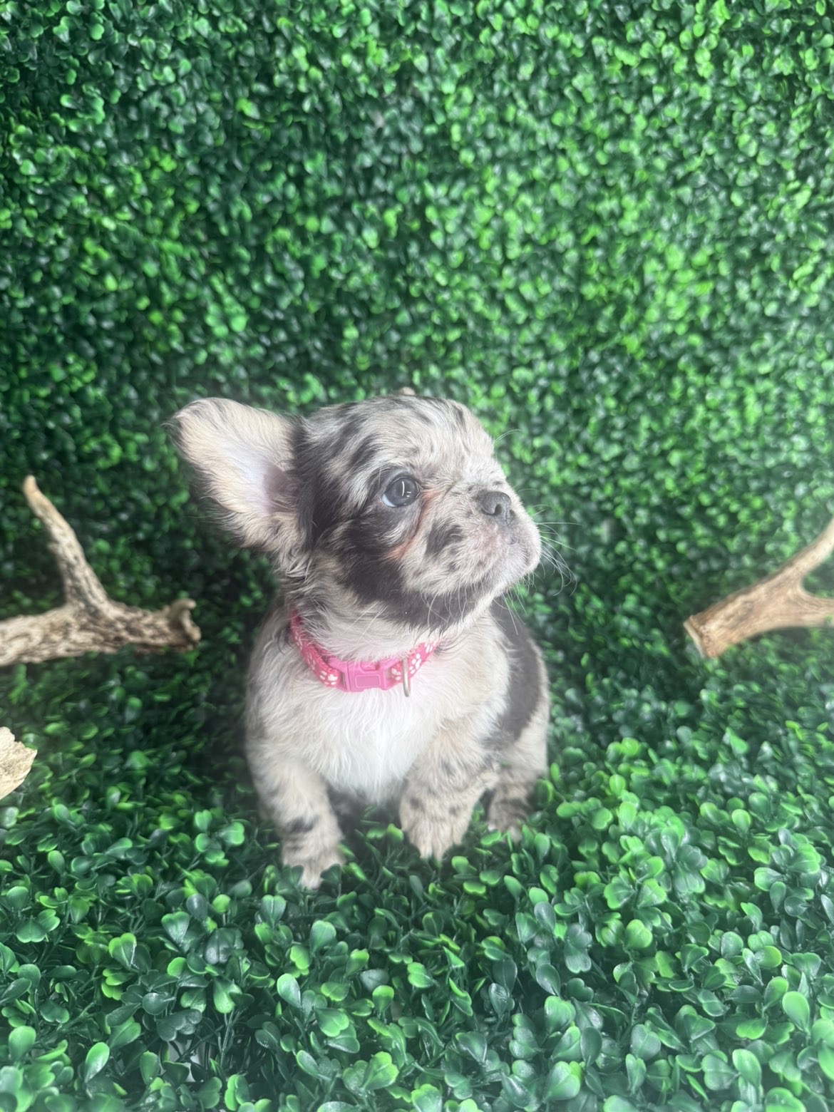 Lilac merle fluffy Frenchie