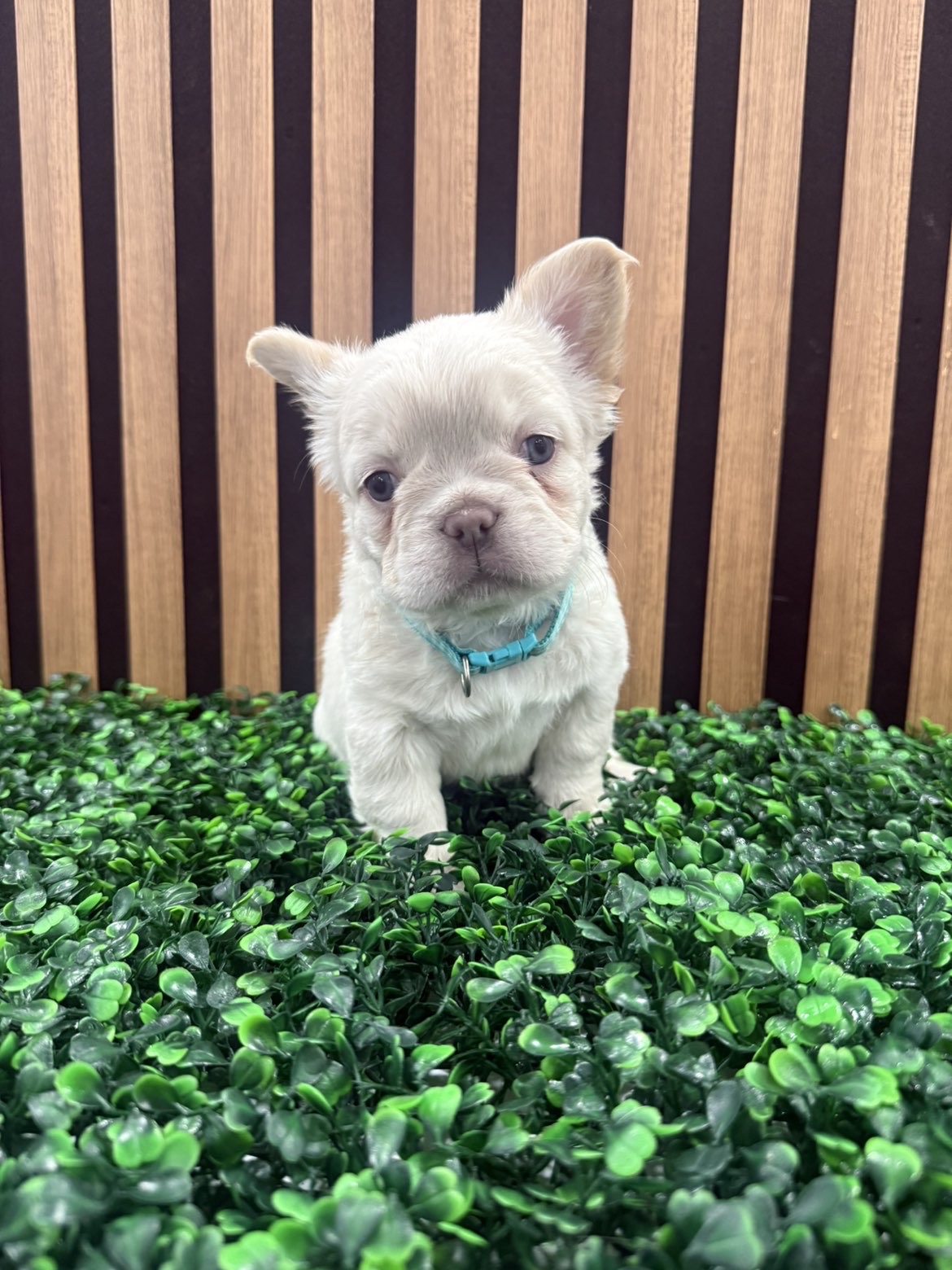 Lilac platinum fluffy Frenchie