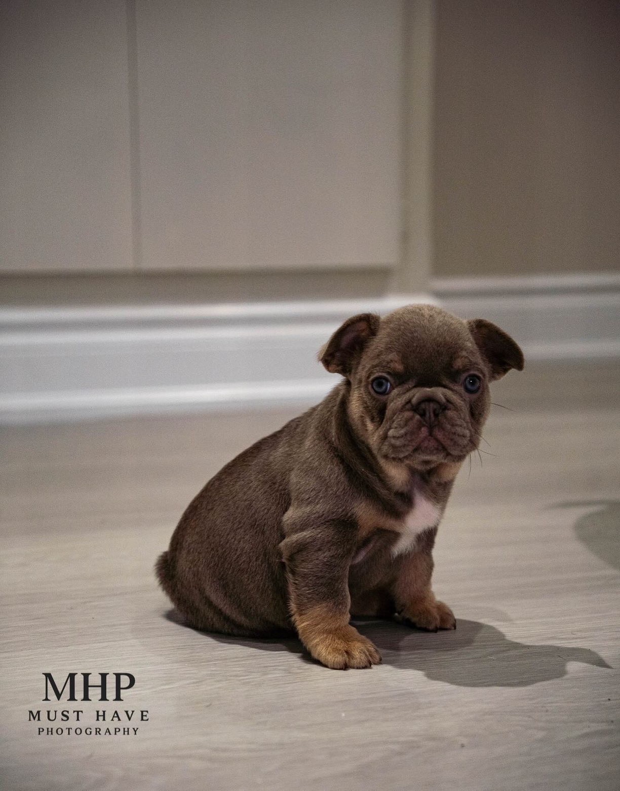 Chocolate Frenchie puppy - MHP Photography